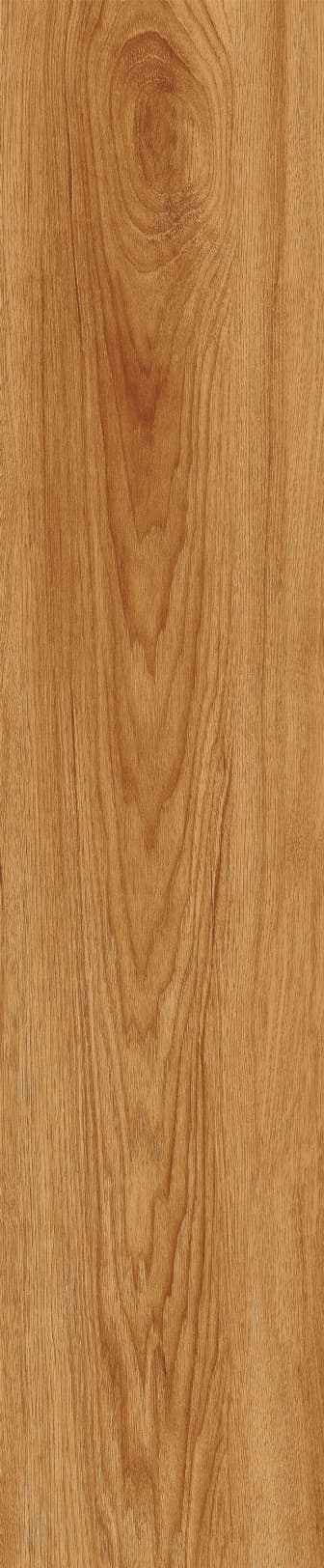 JMT1205 北美胡杨