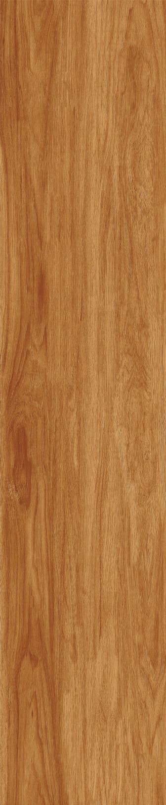 JMT1205 北美胡杨