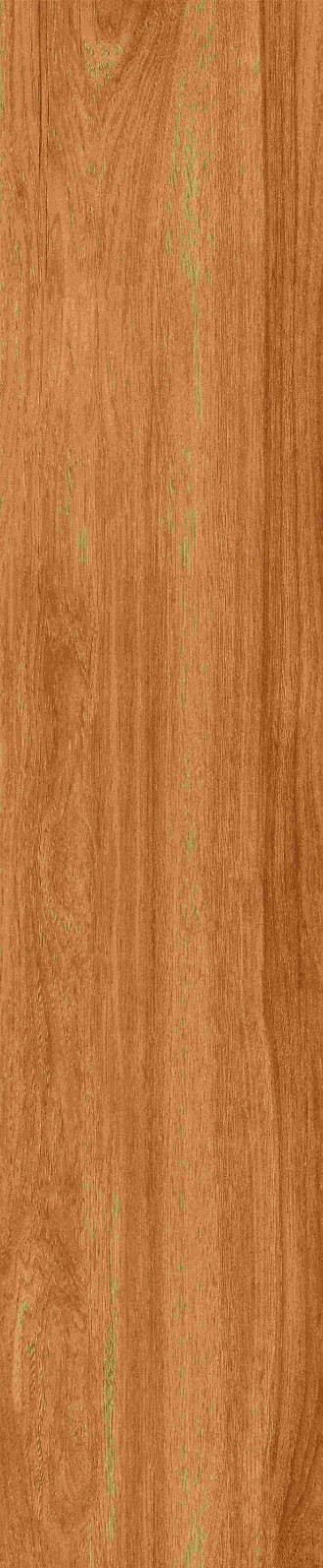 JMT1205 北美胡杨