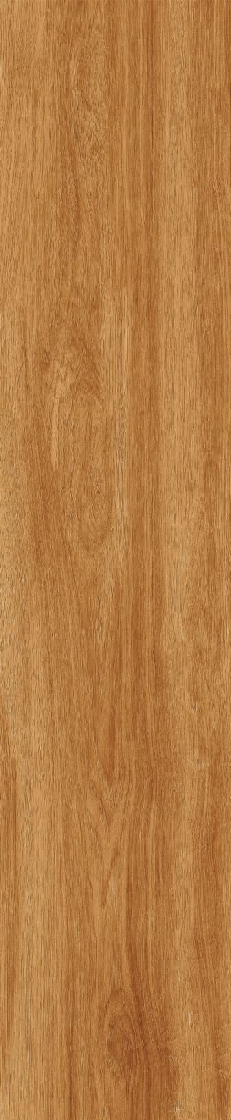 JMT1205 北美胡杨