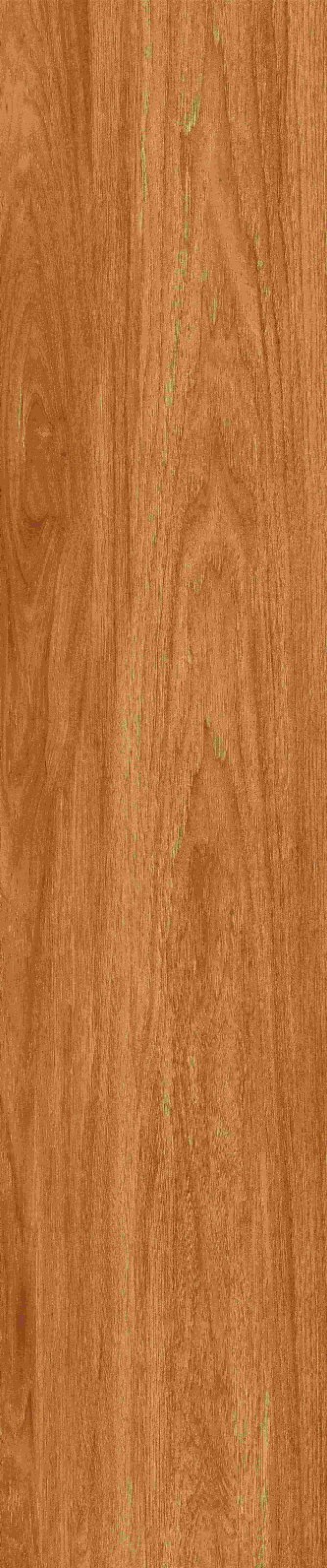 JMT1205 北美胡杨