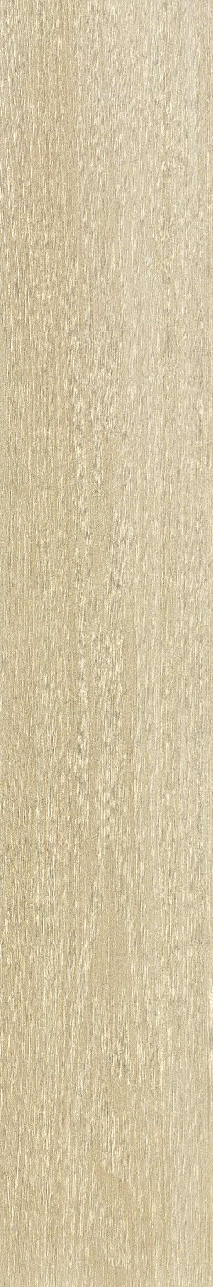 JMT2232 远东桦木