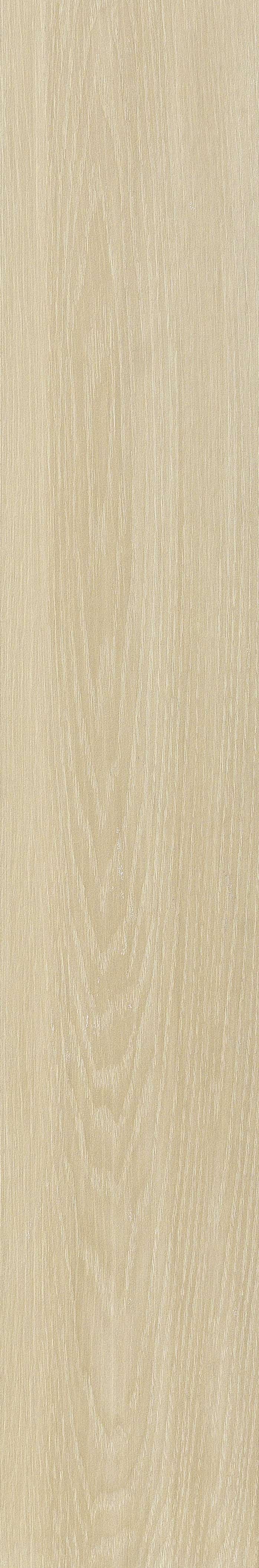 JMT2232 远东桦木