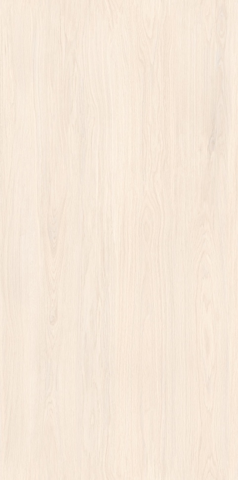 MW6121440 北海道冷杉 