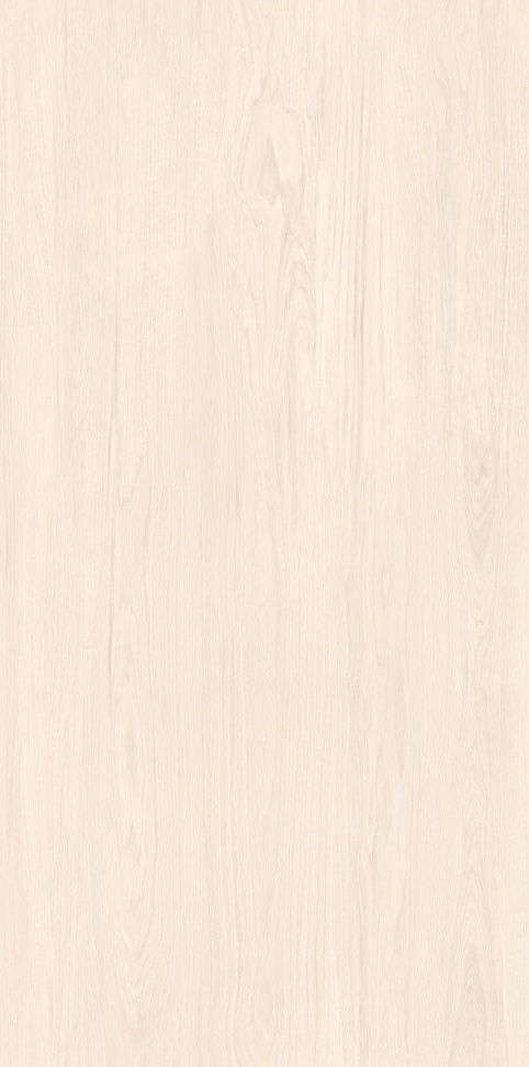 MW6121440 北海道冷杉 