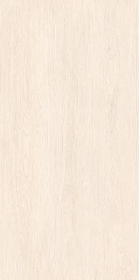 MW6121440 北海道冷杉 