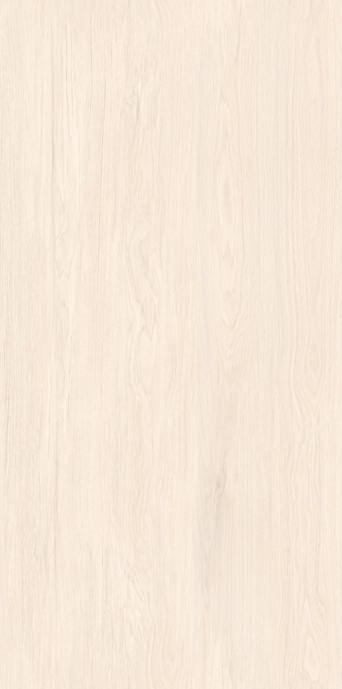 MW6121440 北海道冷杉 