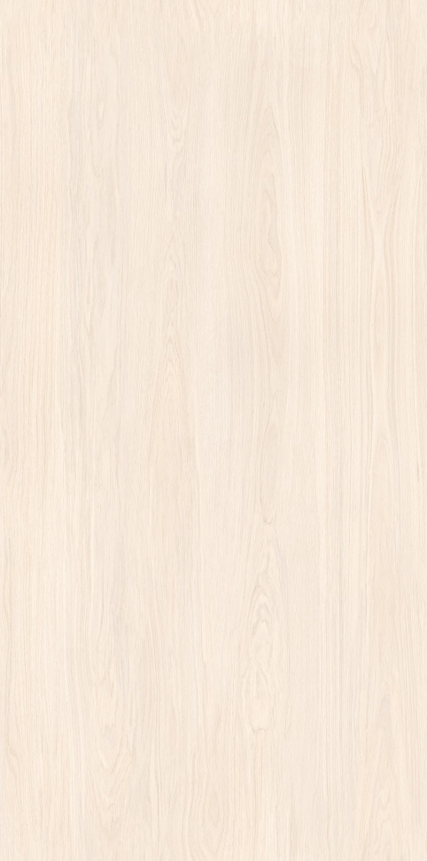 MW6121440 北海道冷杉 