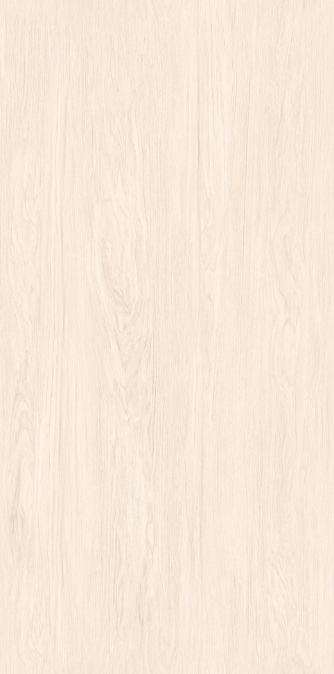 MW6121440 北海道冷杉 