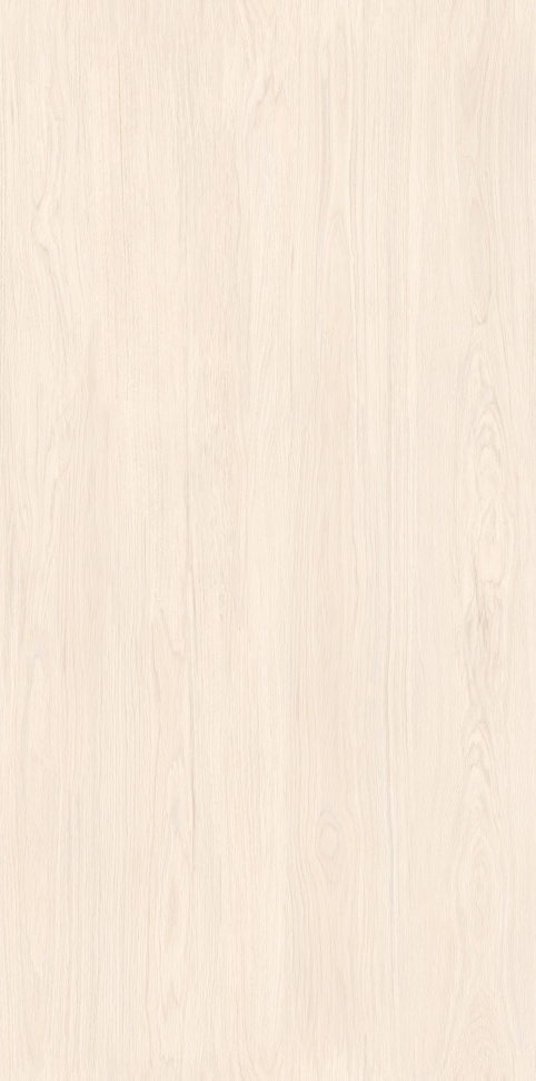 MW6121440 北海道冷杉 