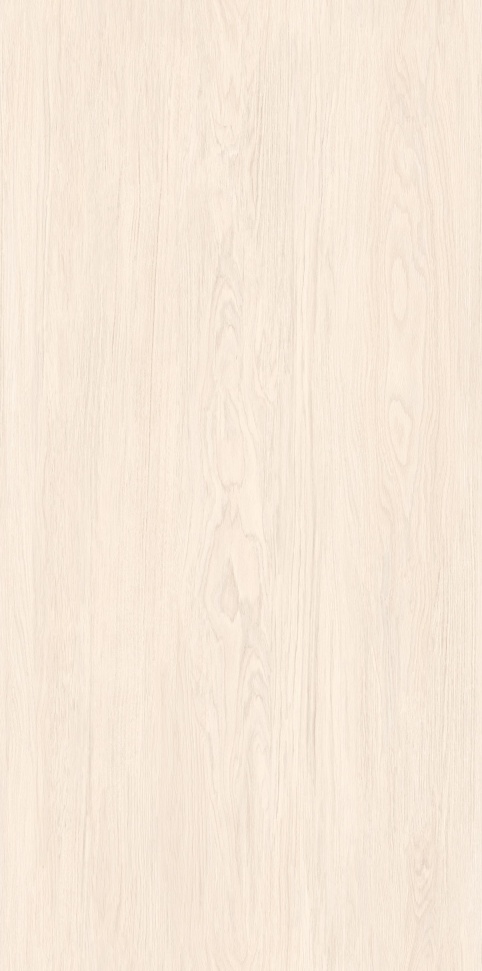 MW6121440 北海道冷杉 