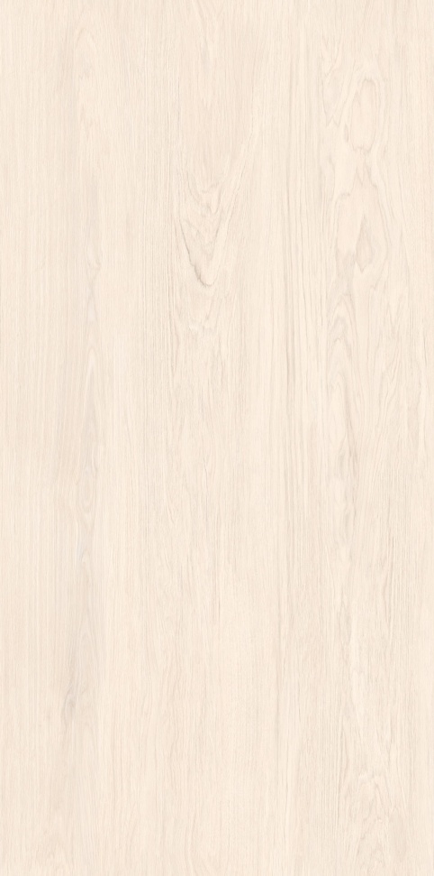 MW6121440 北海道冷杉 