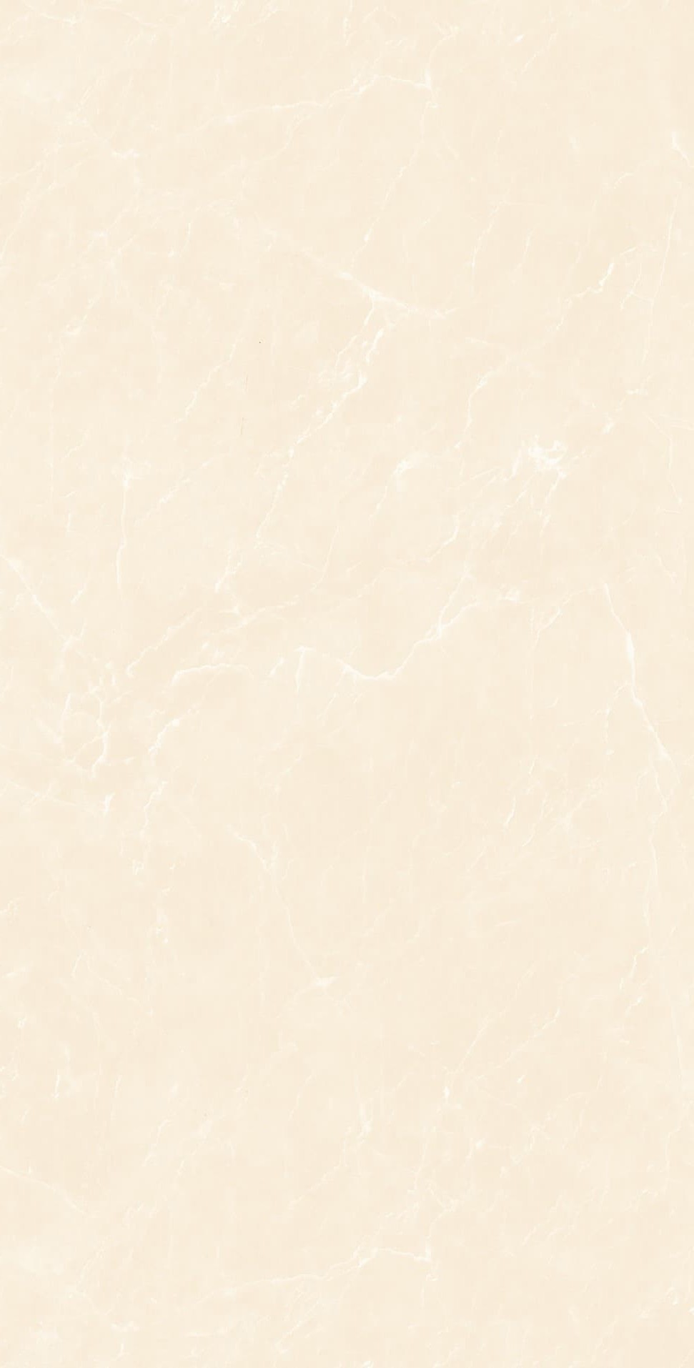 YB945619 顶级白玉兰